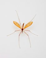 916 Mosquito