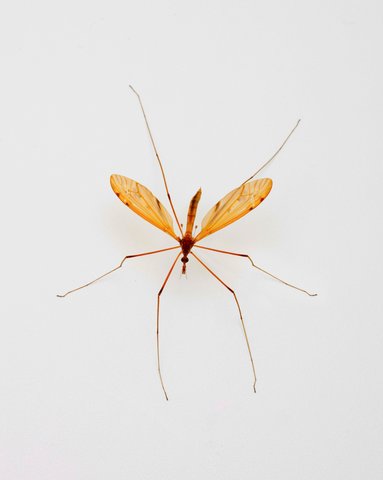 County’s mosquito control district goes after pests