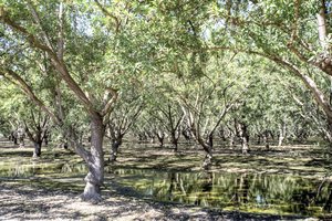 Almond trees in an orchard