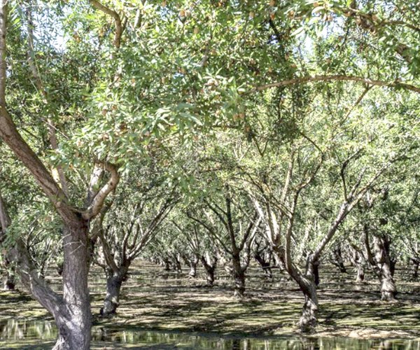 Almond trees in an orchard