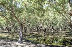 Almond trees in an orchard