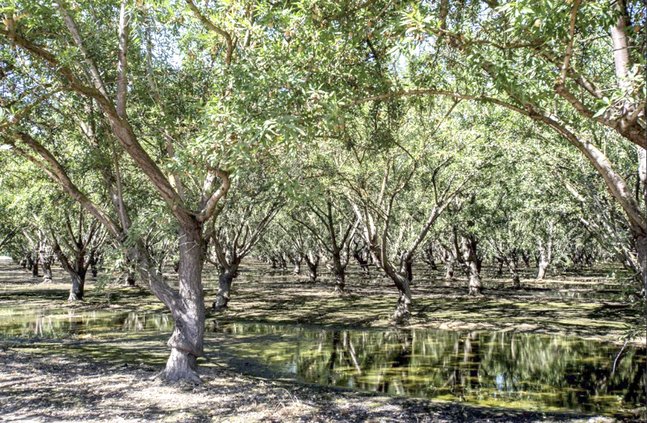 Almond trees in an orchard