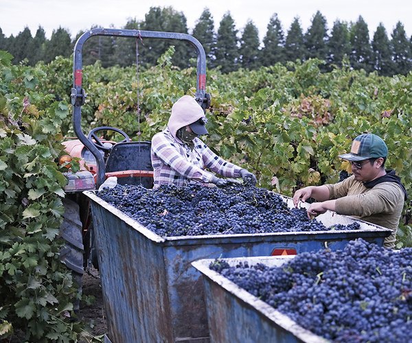 Vineyard workers