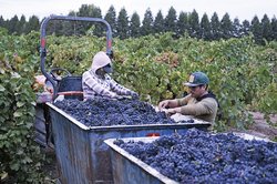 Vineyard workers