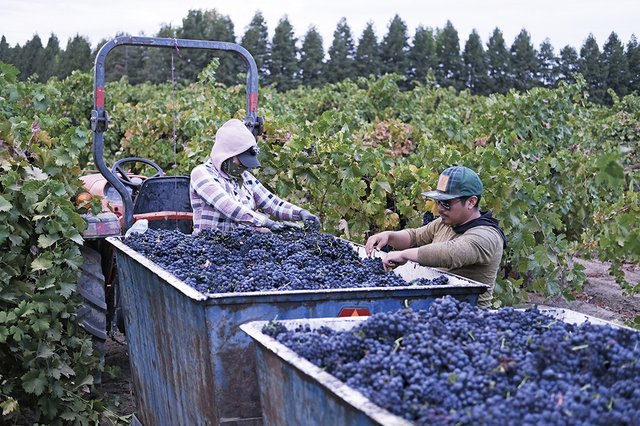 Vineyard workers feel wine industry pain