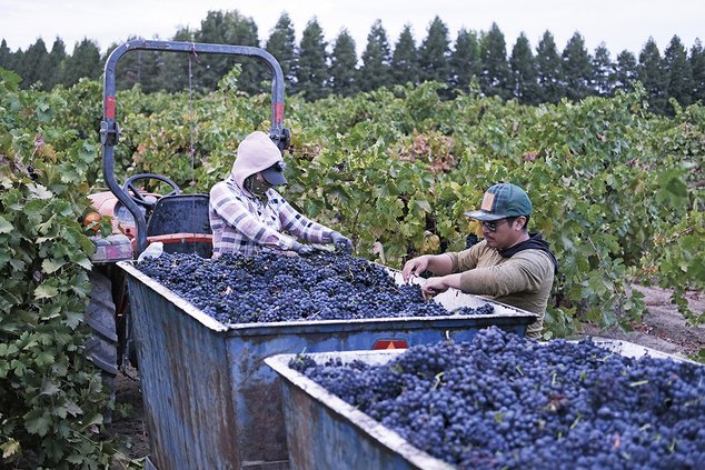Vineyard workers