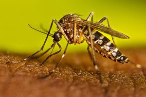 west nile