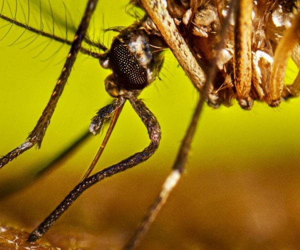 west nile