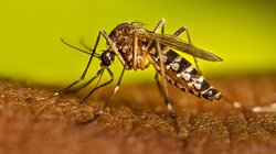 west nile