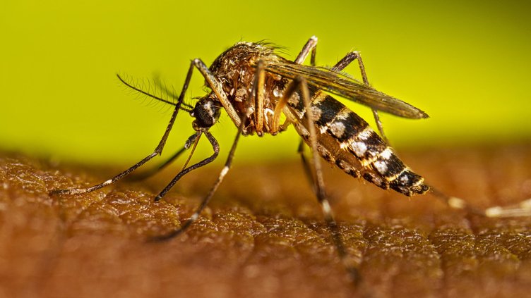 west nile
