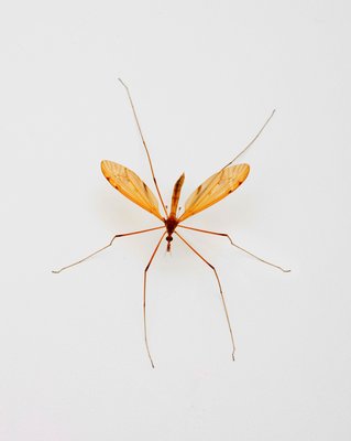 916 Mosquito