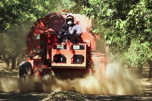 sweeping almonds