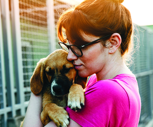 Adopt dog 930