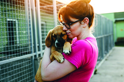 Adopt dog 930