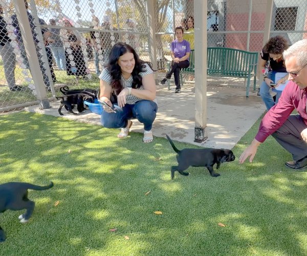 Dog run