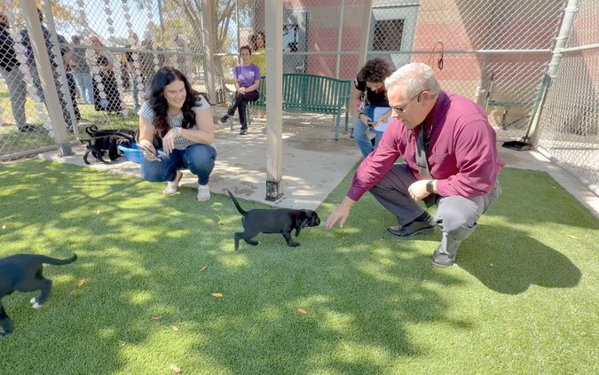 Dog run