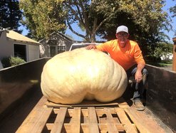 Jake pumpkin 930