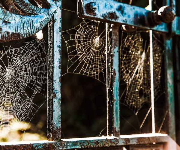 spider webs