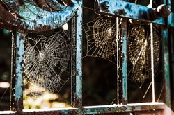 spider webs