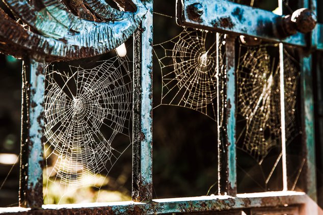 spider webs