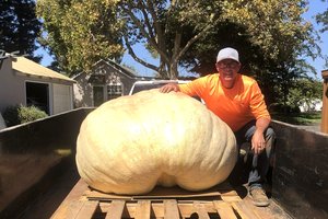 Jake pumpkin 930