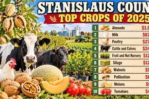 Top crops of 2025 graphic