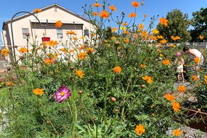 10-14 garden