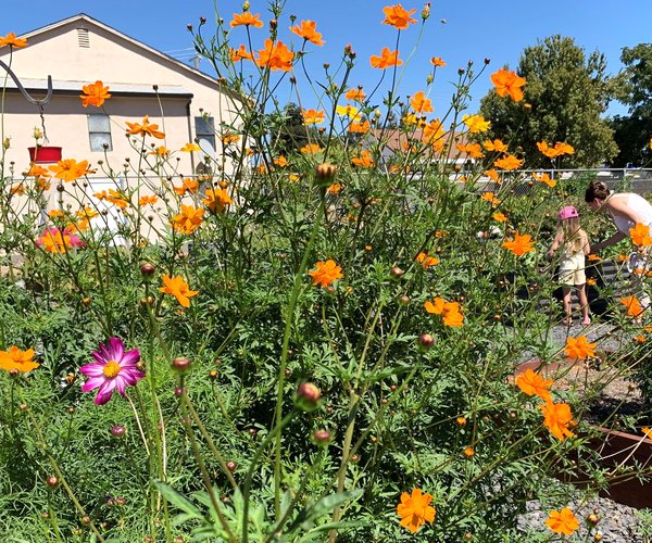 10-14 garden