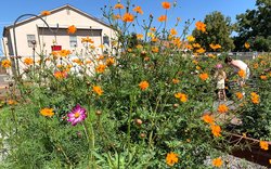 10-14 garden