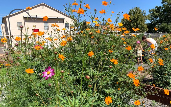 10-14 garden