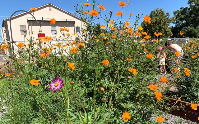 10-14 garden