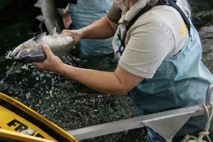 salmon research facility
