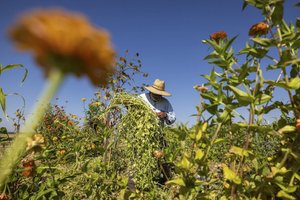 farmworker