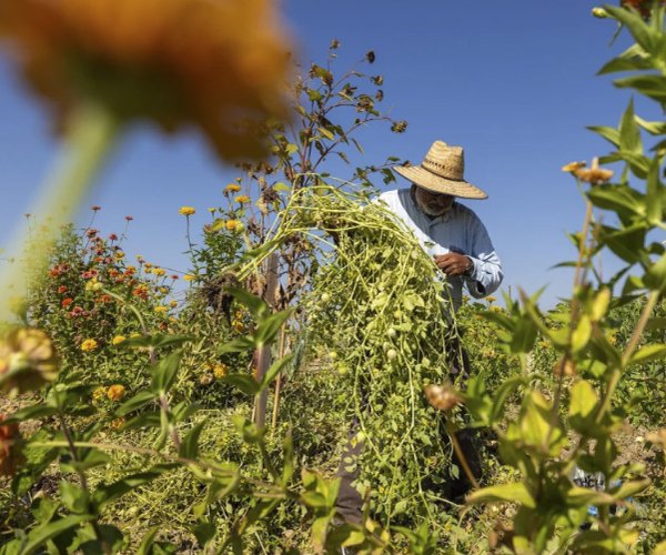 farmworker