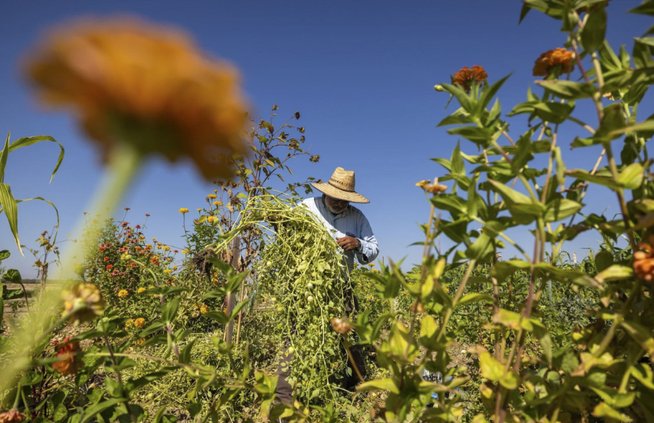 farmworker