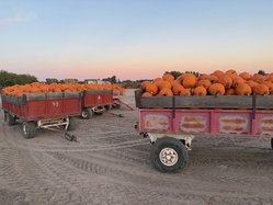 pumpkin trailer