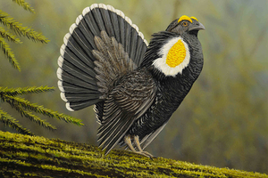 Grouse 1028