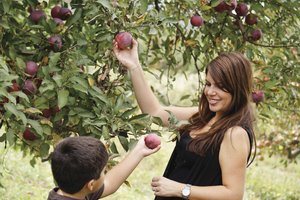 picking apples