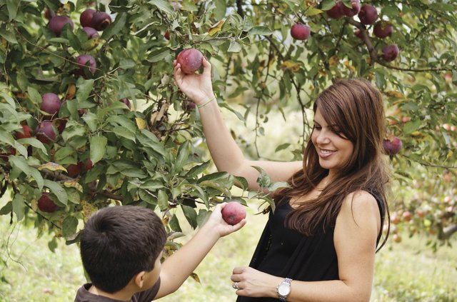 picking apples