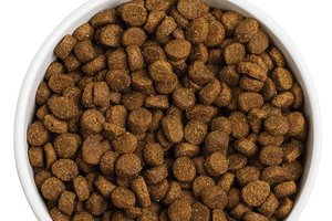 dry dog food
